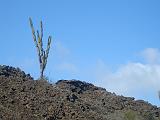Gal 1052 Jasminocereus thouarsii